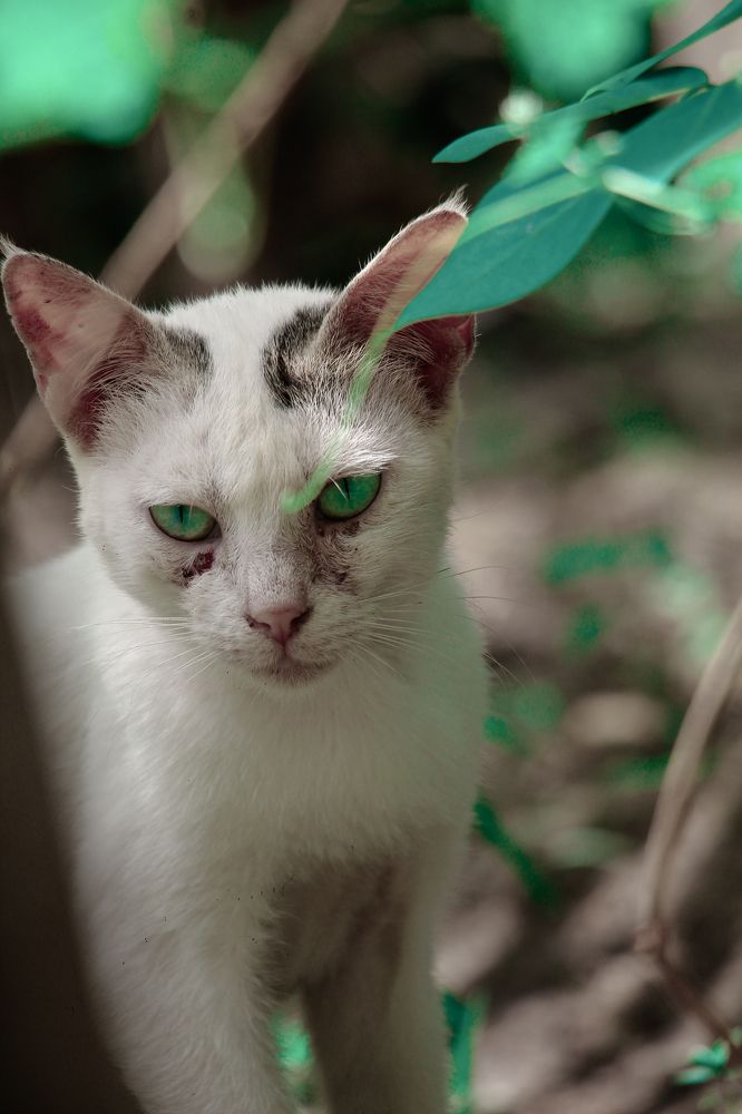 Photograph by Dewindu H. Fernando