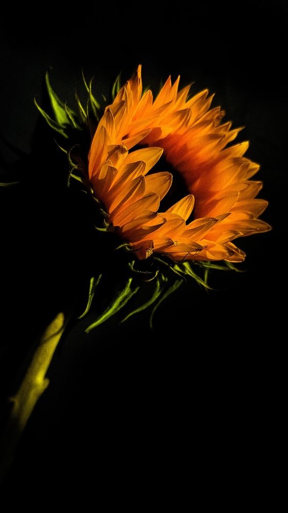 Photograph by Zinaida Sassarini