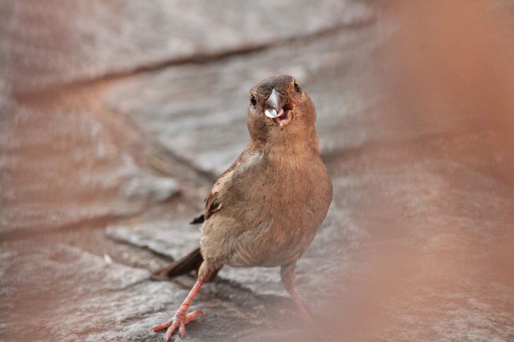 Photograph by Adrielly Mendes Abade