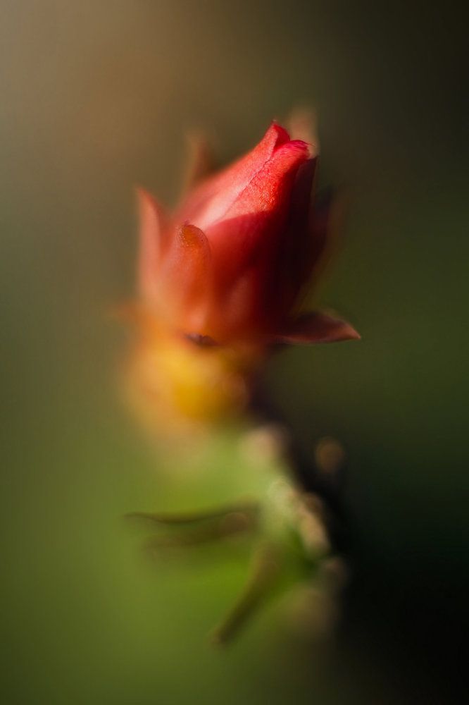 Photograph by Aleksey Leskov