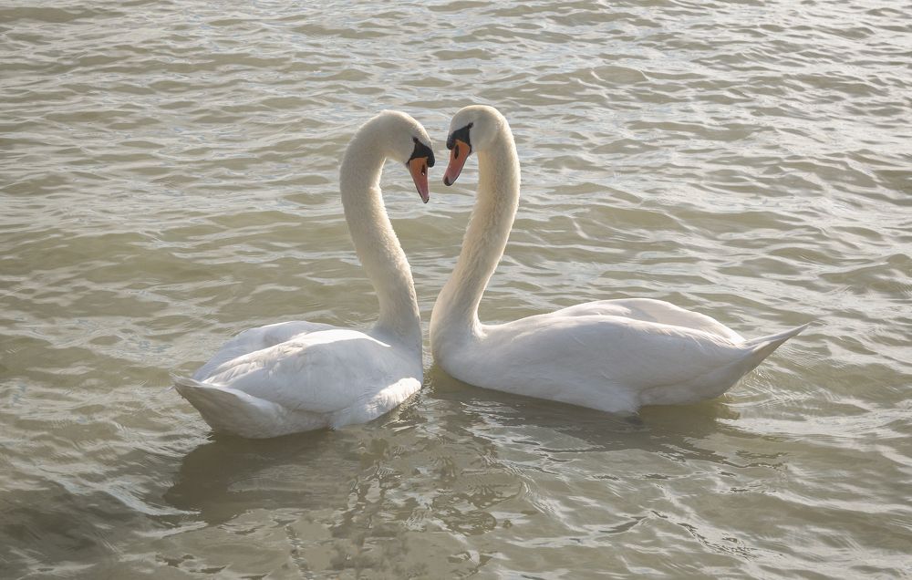 Photograph by Светлана Мельник