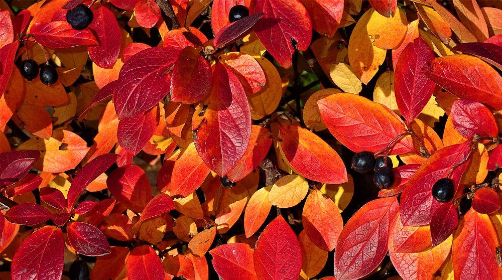 Красно-жёлтые дни