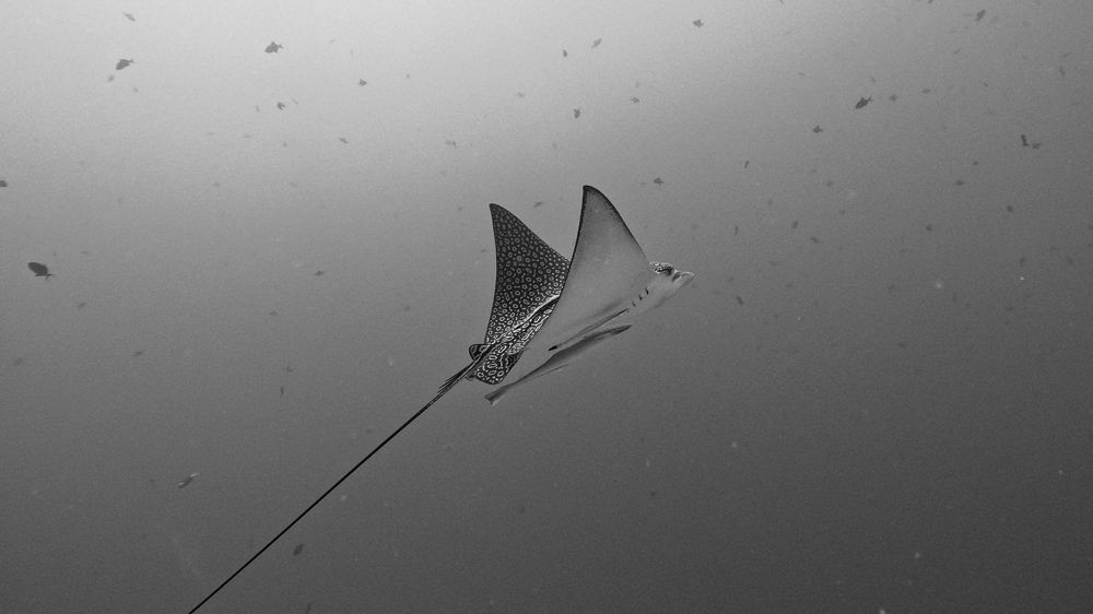 Photograph by Мария Берёзка