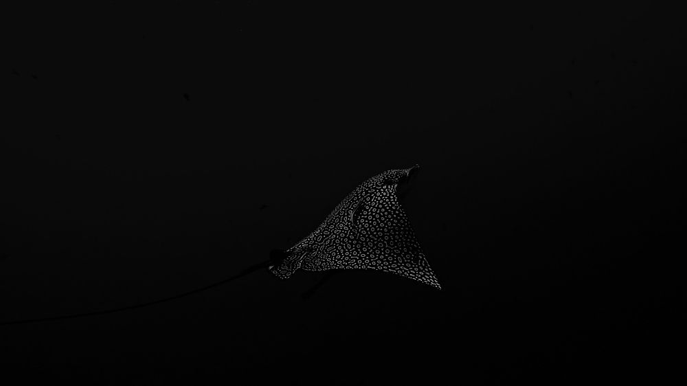 Photograph by Мария Берёзка