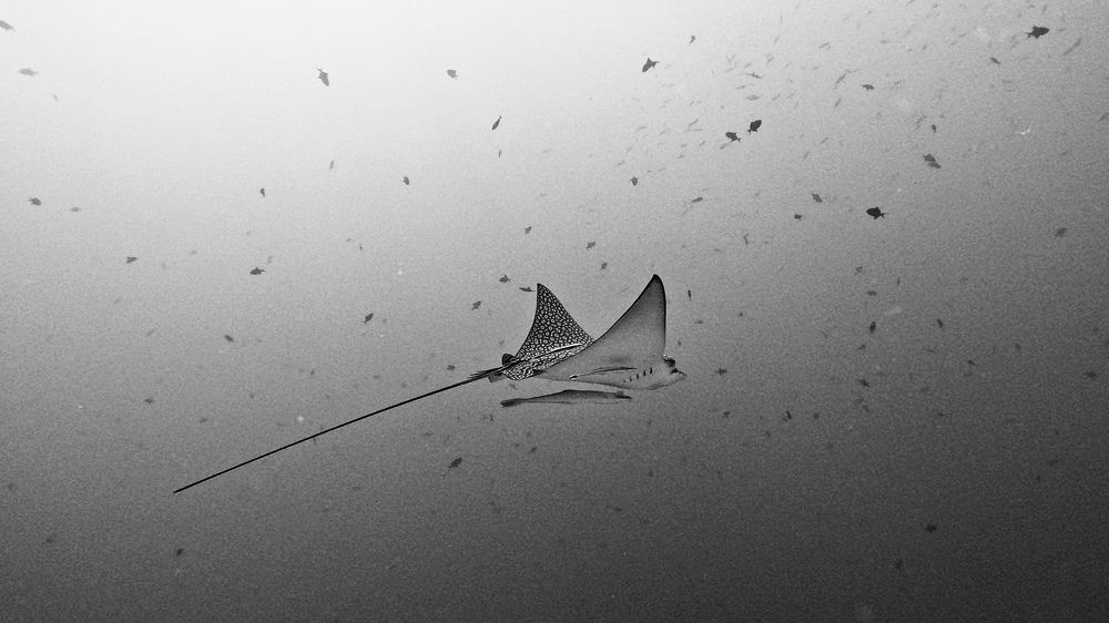 Photograph by Мария Берёзка