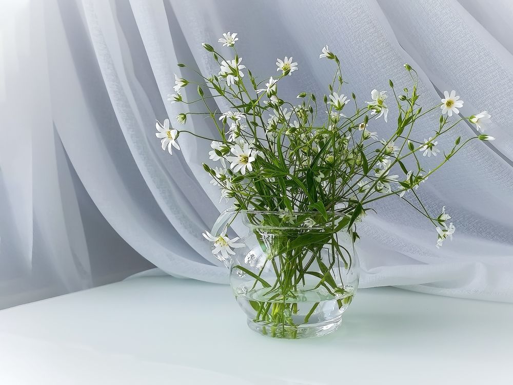 Белая нежность