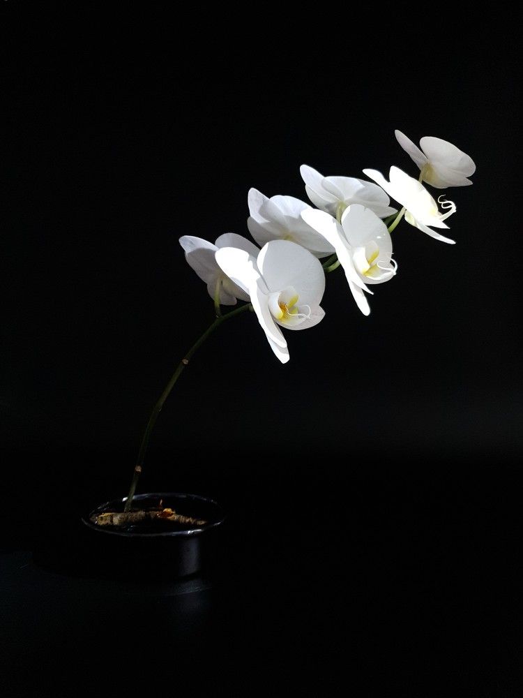 Белая орхидея