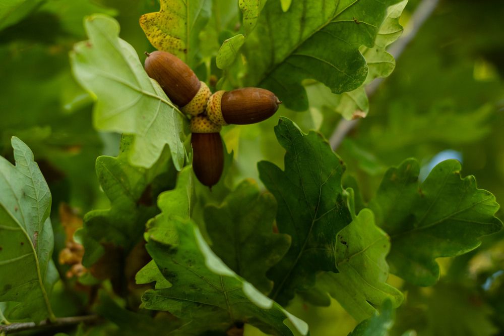 Photograph by Янина Найденцева