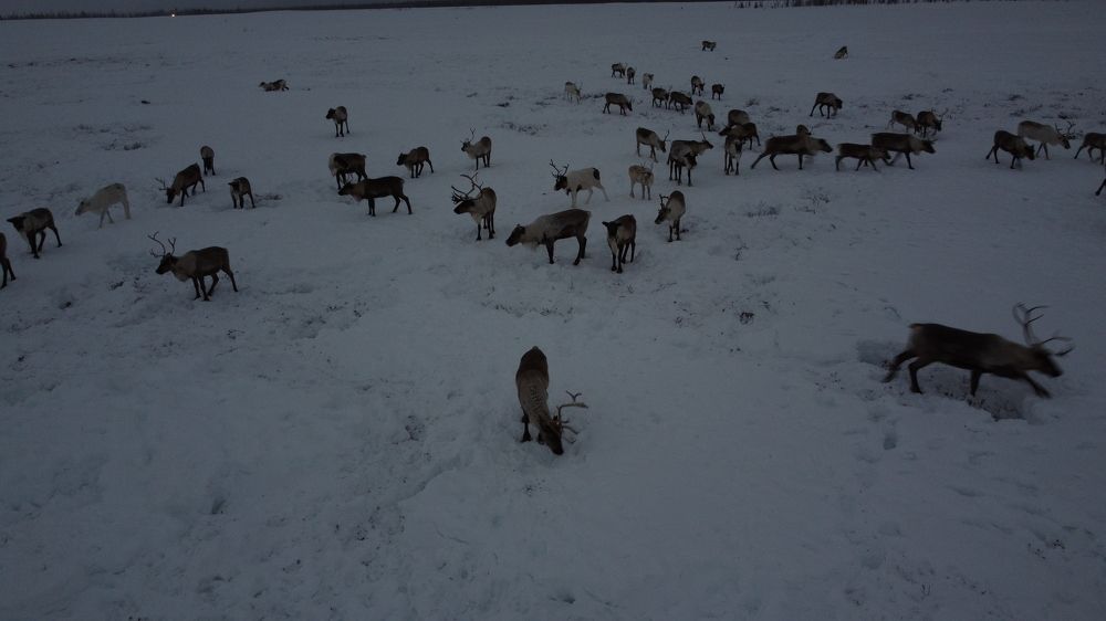 Фотография автора Elena Gasay