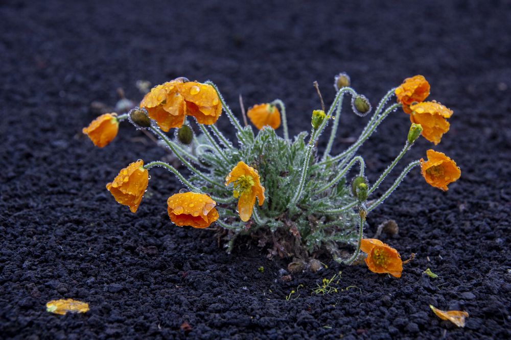 Photograph by Alena Poklonskaia