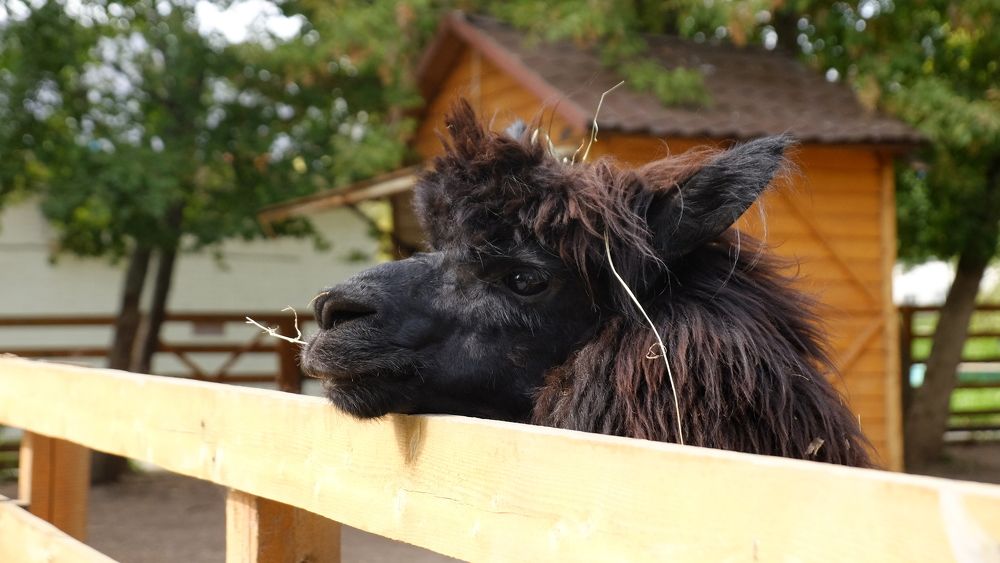 Photograph by Лариса Андреева