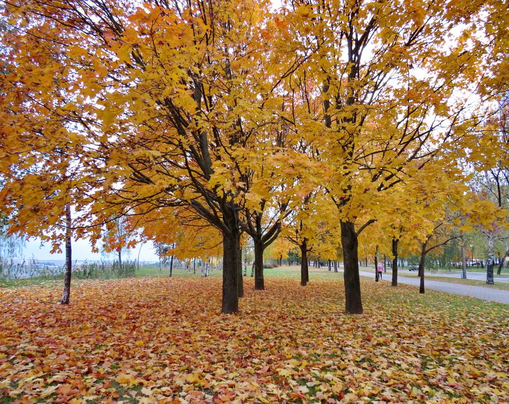 Maple alley in the city park
