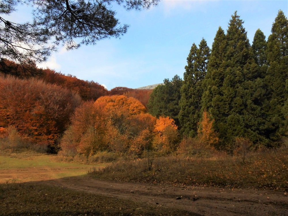 Осенний лес и вечнозелёная роща секвой, Чатыр-Даг