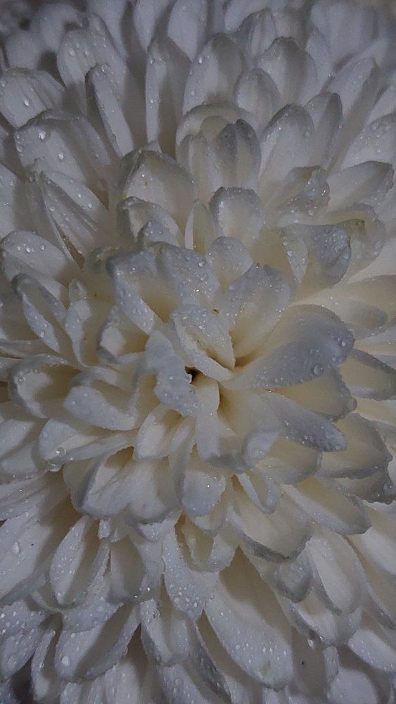 Photograph by Svitlana Usatenko