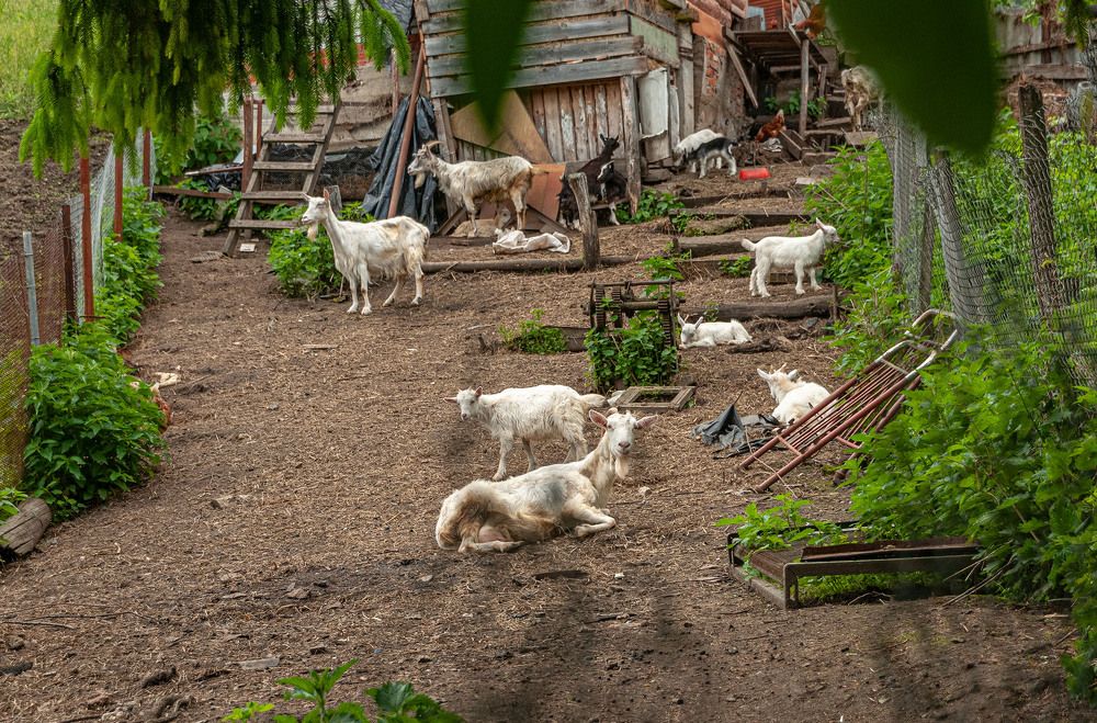 Photograph by Vladimir  Komarov