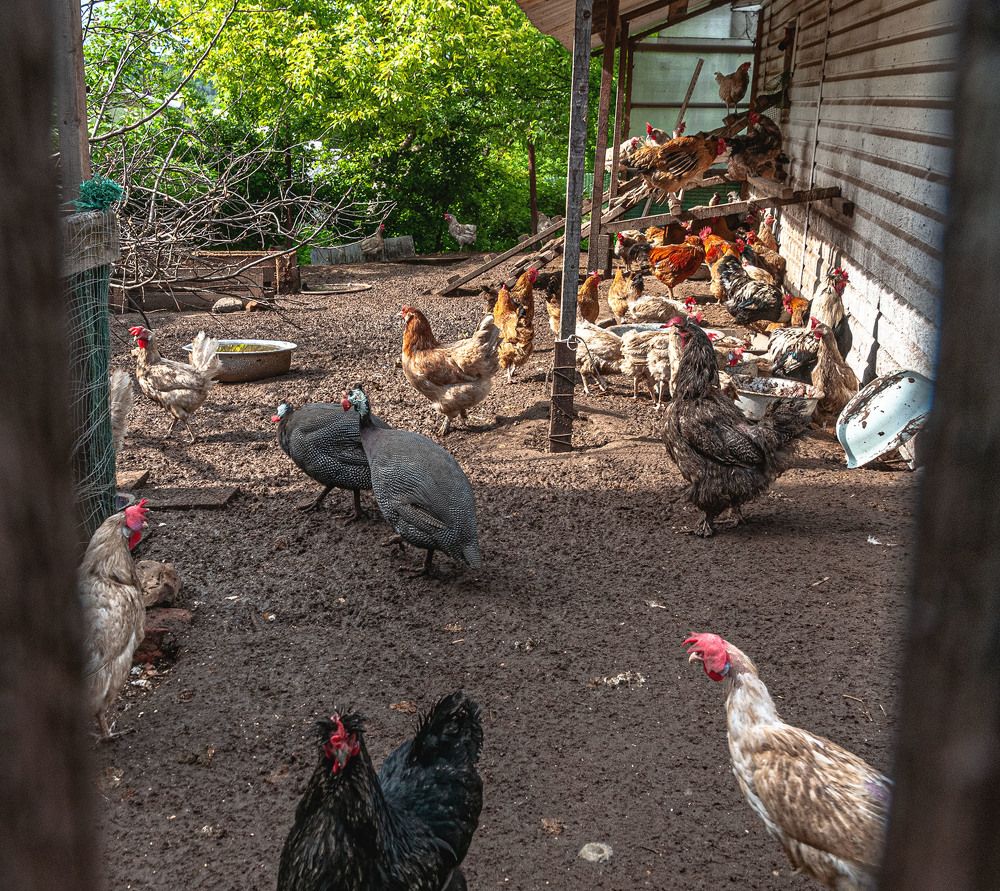 Photograph by Vladimir  Komarov