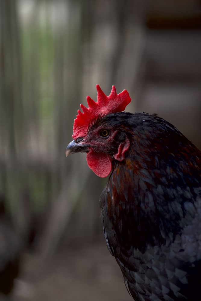 Фотография автора Liudmila Kostina