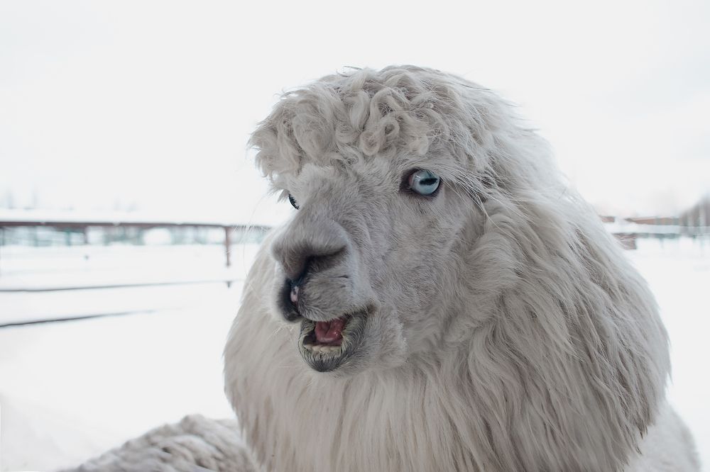 Photograph by Екатерина Самошкина