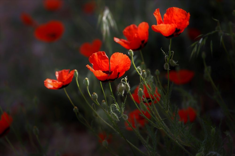 Photograph by Максимушкина Ольга