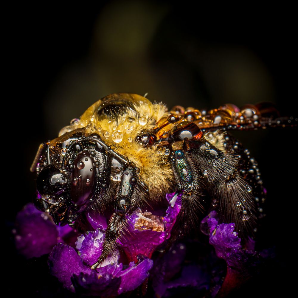 Photograph by Derek Moorse