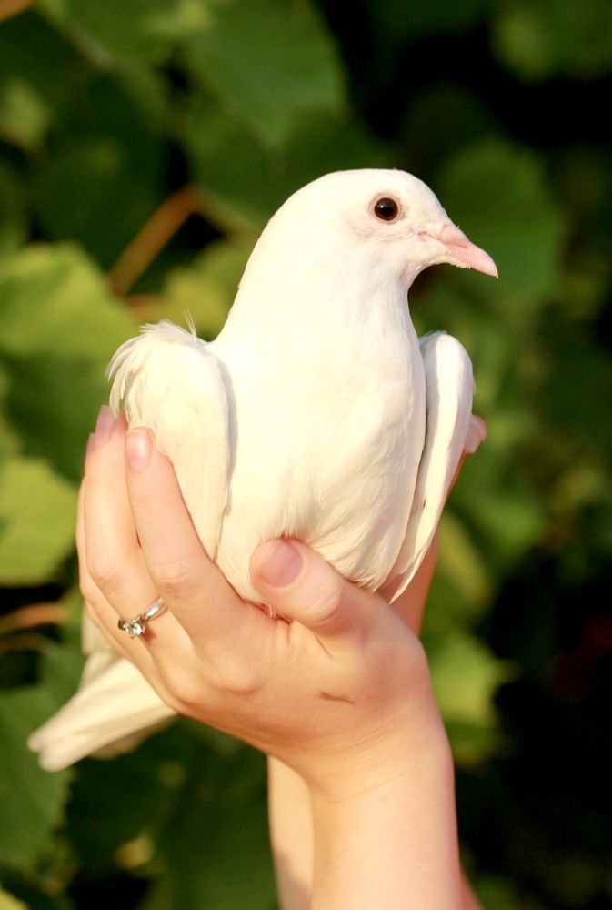 Фотография автора Ираида Гайфуллина