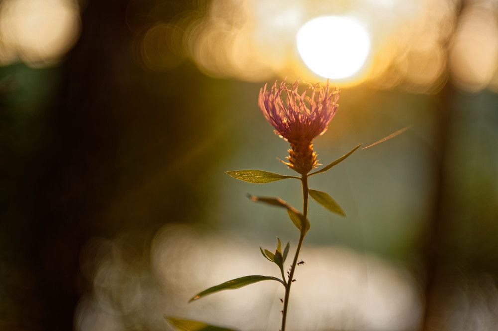 Фотография автора Григорьев Алексей