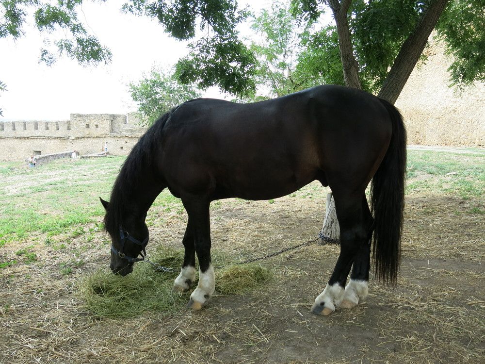 Photograph by ЭЛЬМИРА  ИСМАИЛОВА