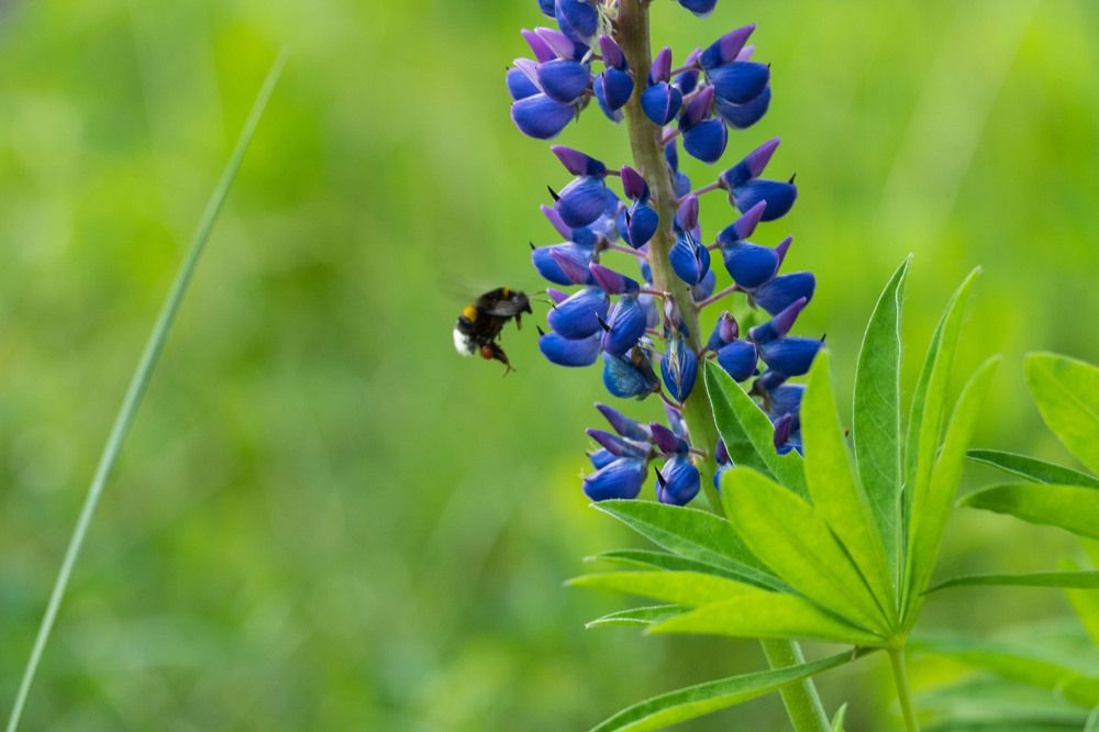 Photograph by Янина Найденцева