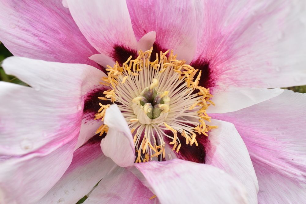 Photograph by Ilona Virse