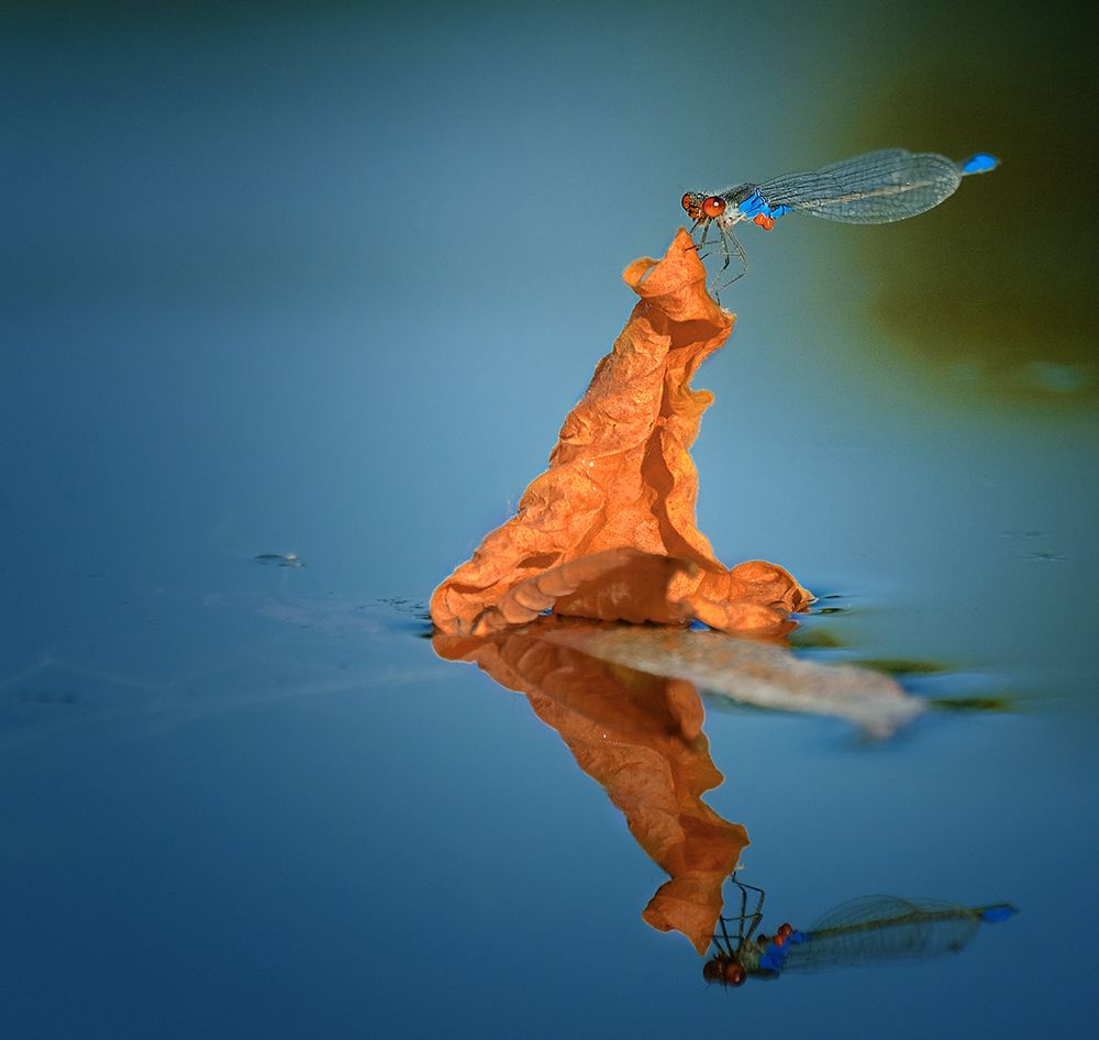 Photograph by 