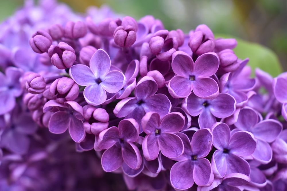 Photograph by Ilona Virse