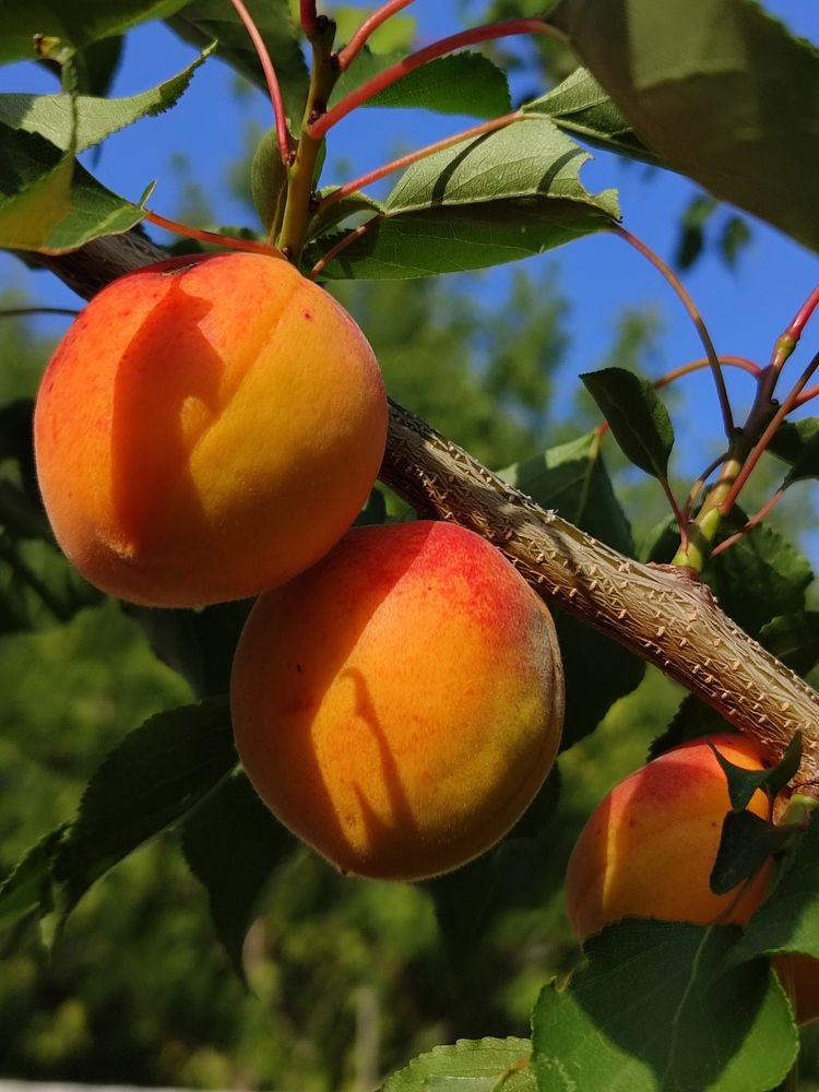 Photograph by Galina Novichkova