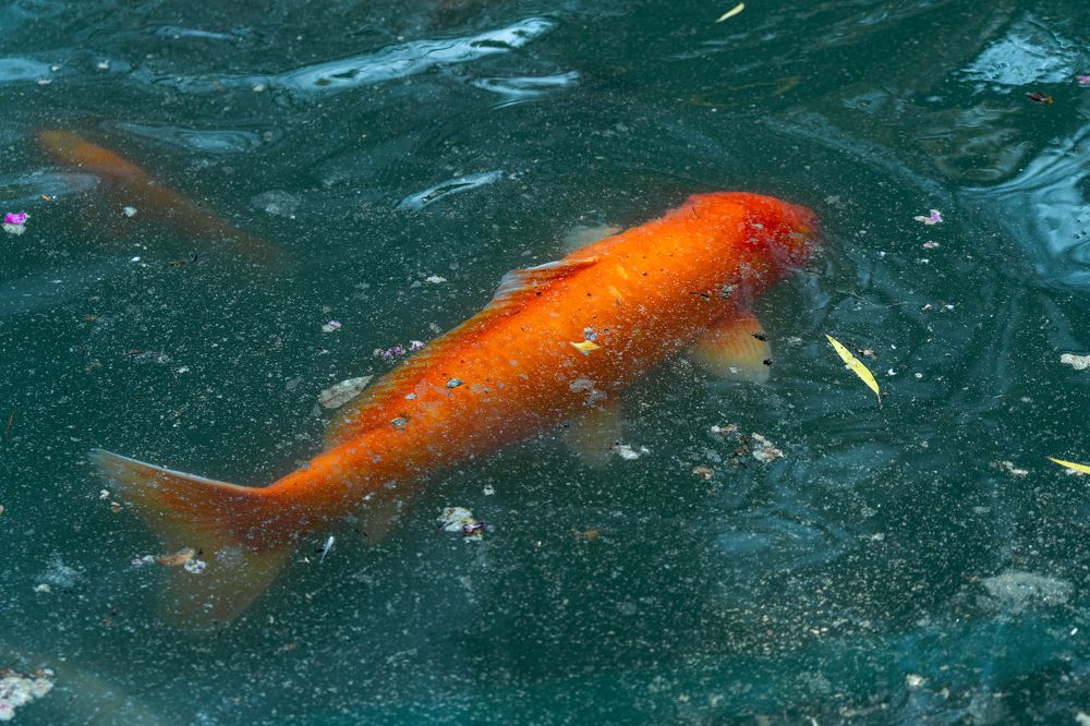 Photograph by Галина Аскольдовна Луковникова