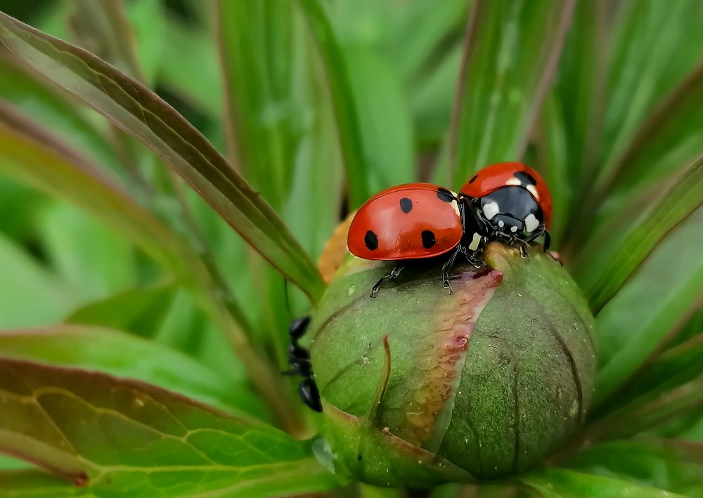 Photograph by Христо Колев