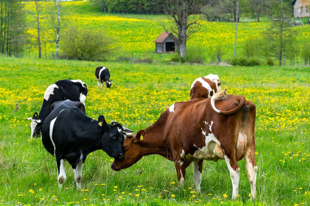 Photograph by Ivars Andrups