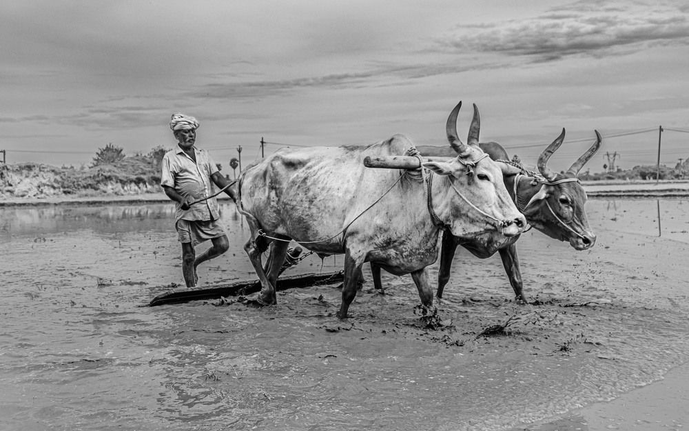 Photograph by Zinda Shaik Mohideen M