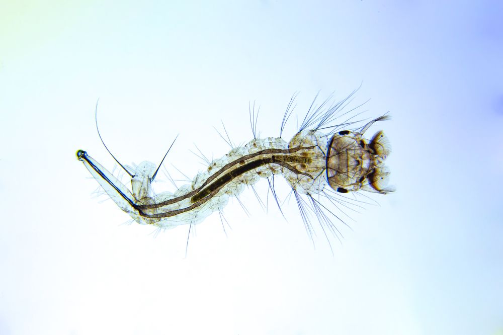 Mosquito larvae