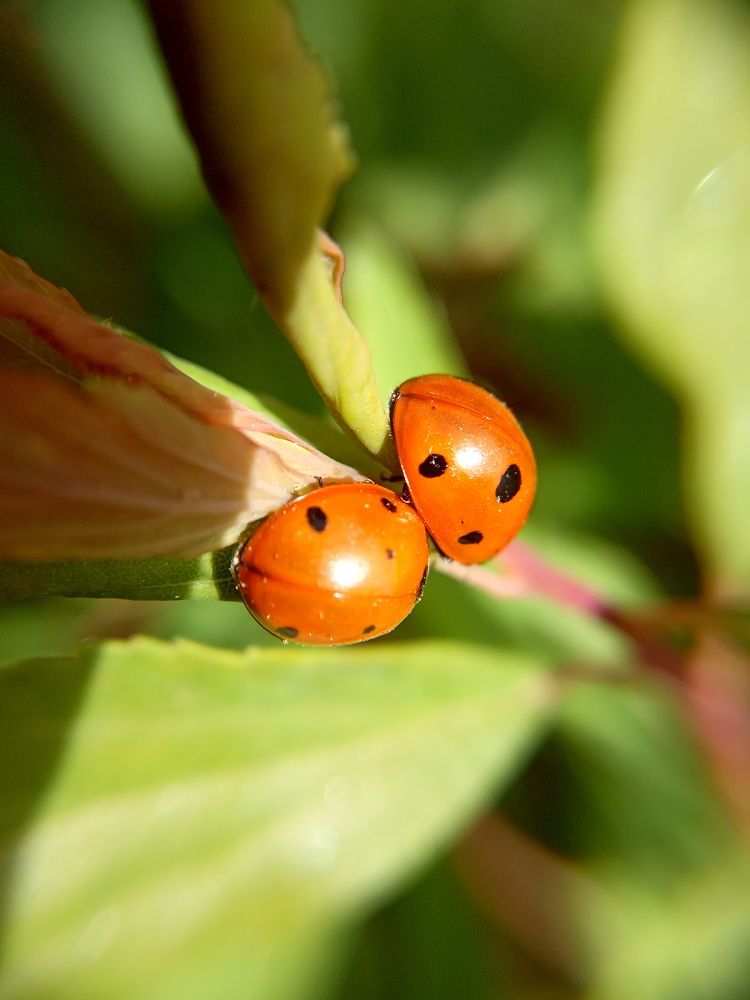 Photograph by Ritu Dinkar