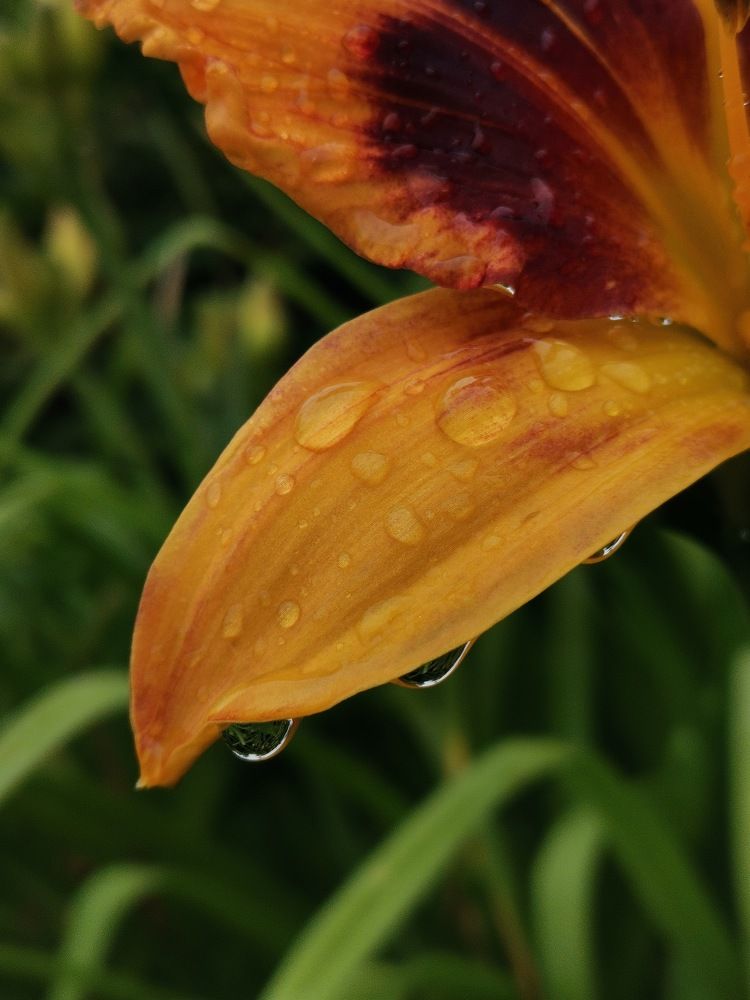 Photograph by Екатерина Романова