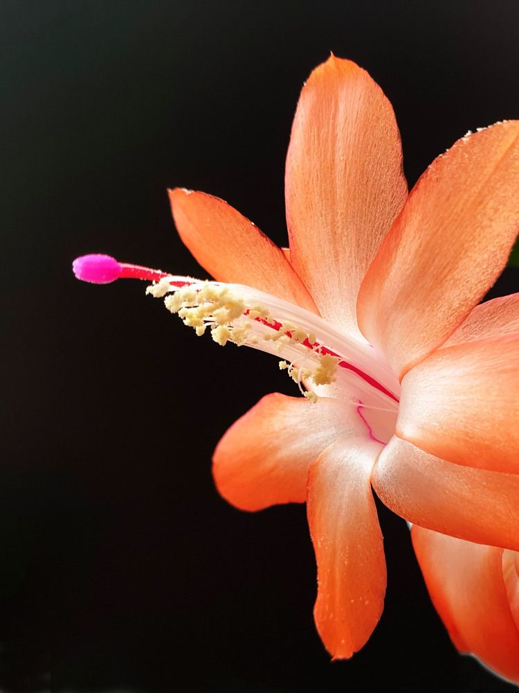 Цветок шлюмбергеры