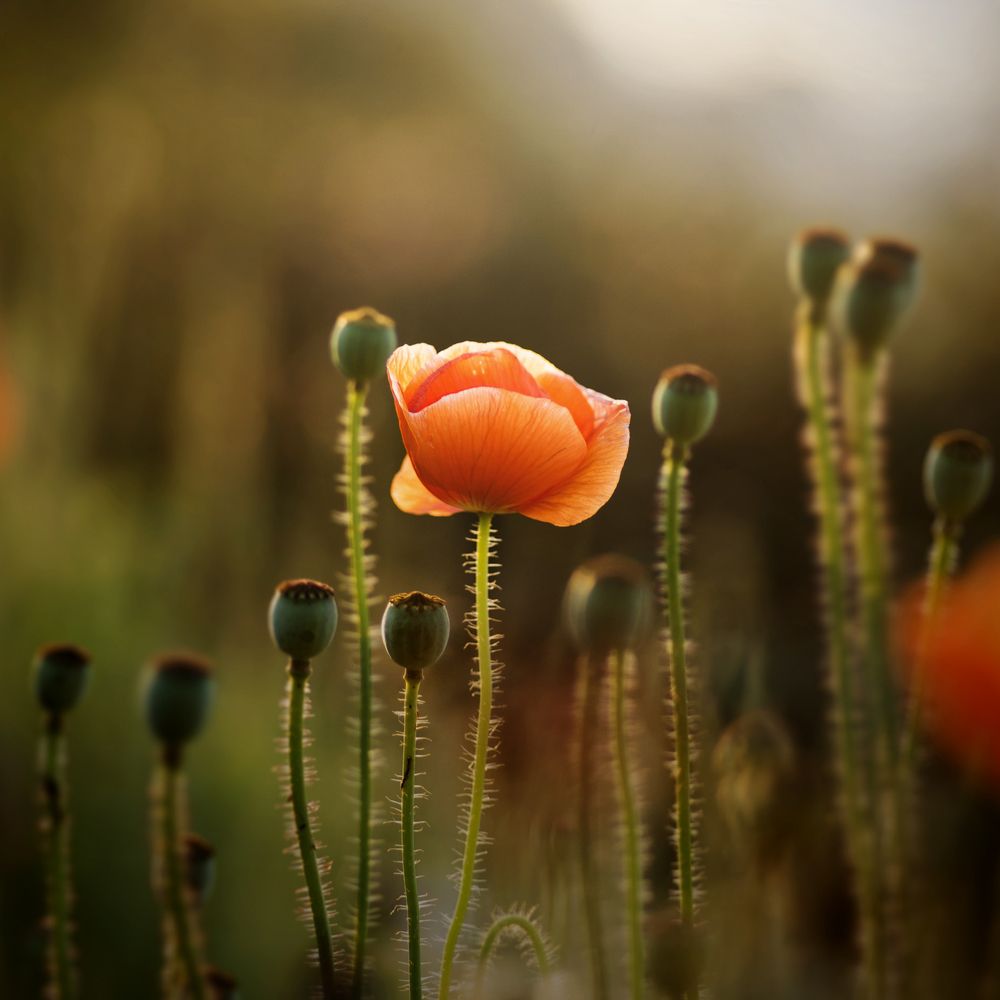 Photograph by Nguyen Hoang Viet
