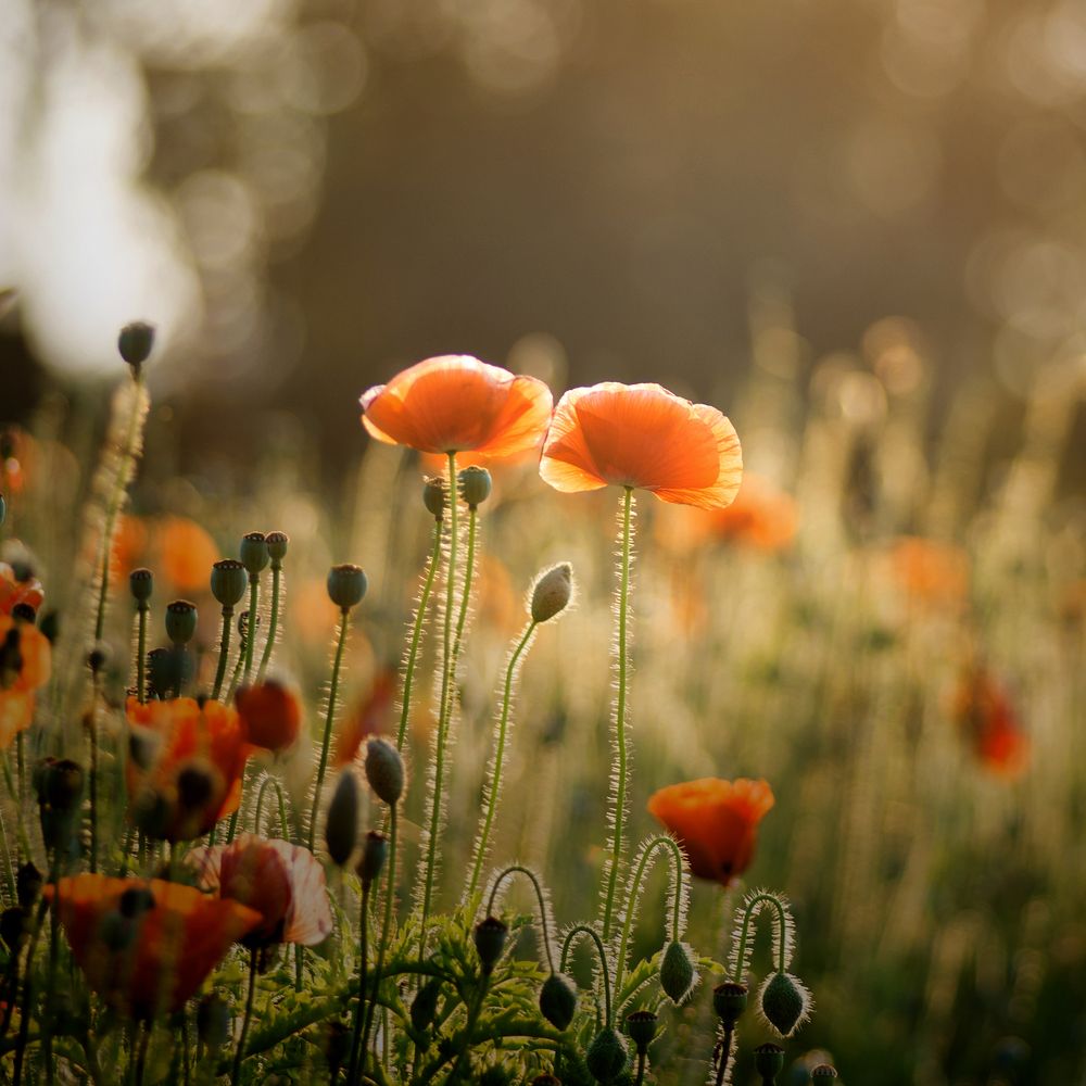 Photograph by Nguyen Hoang Viet