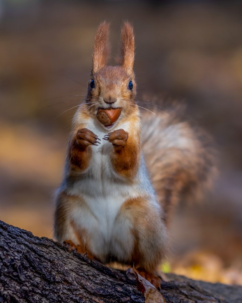 Фотография автора Rom@shkin