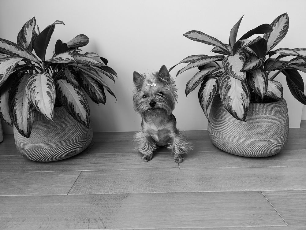 Photo #9594429