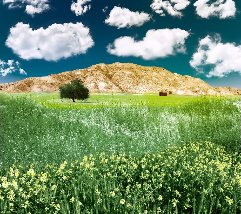 Photograph by ali naghmachi