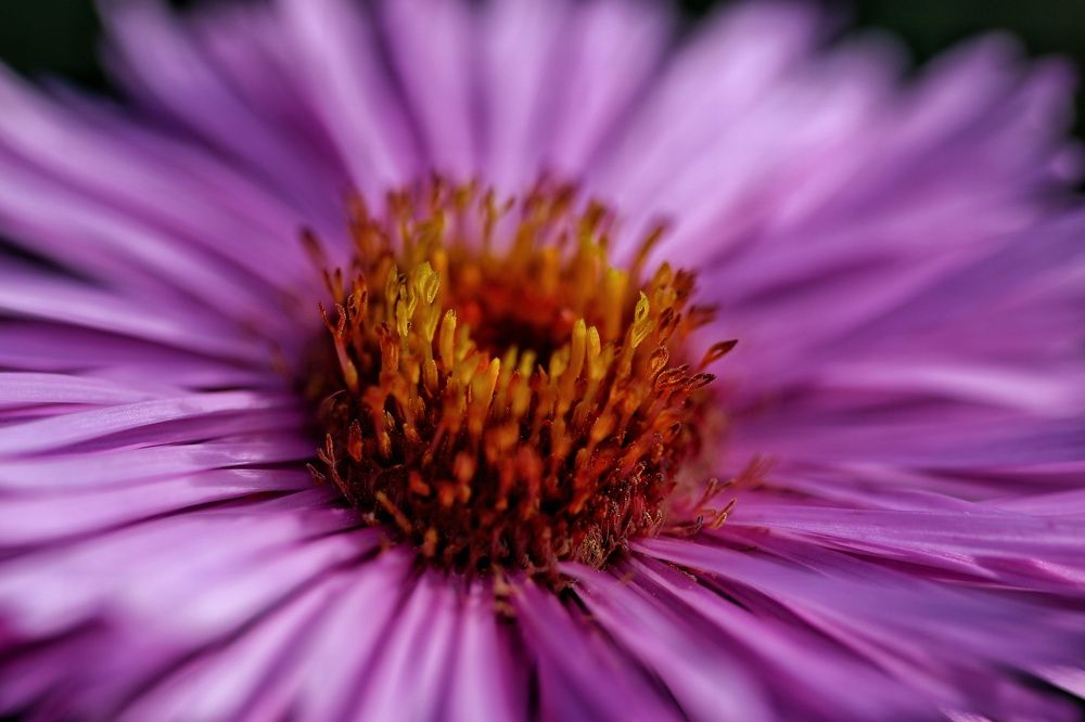 Фотография автора Екатерина Карасева