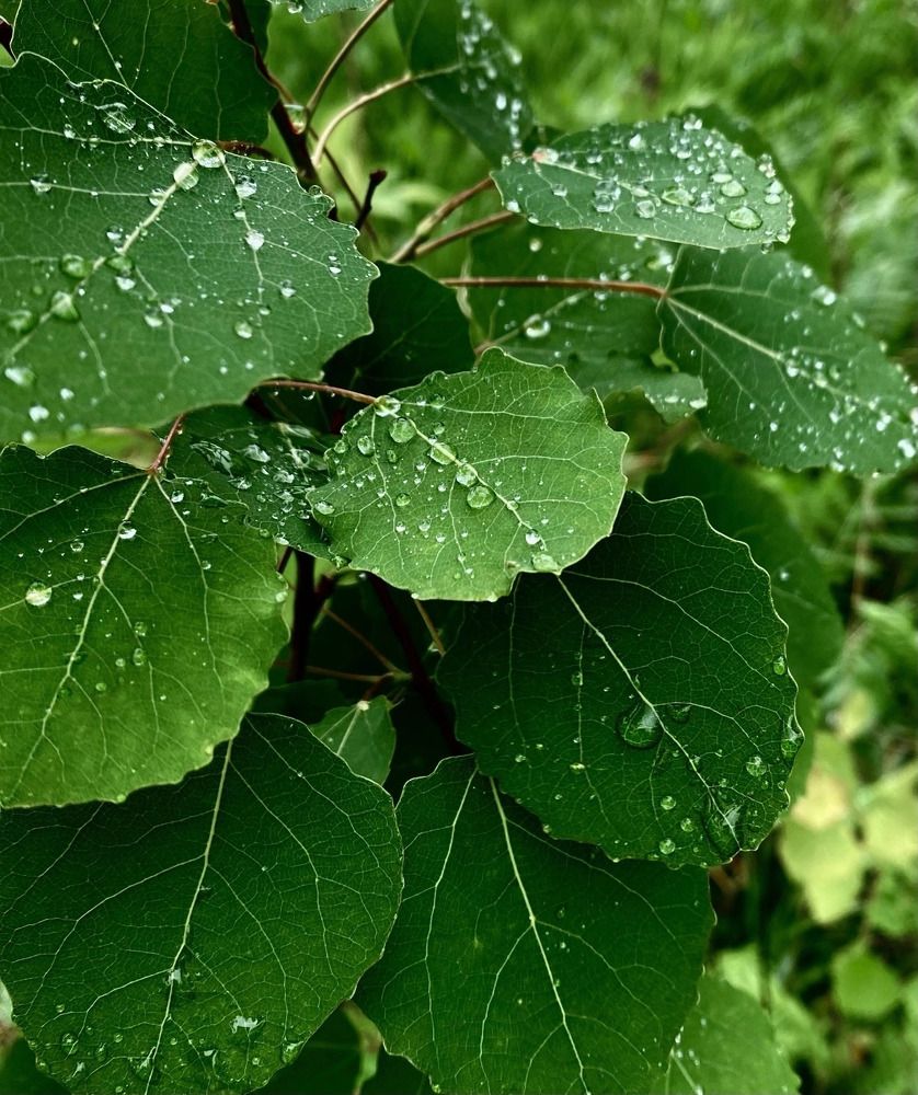 Photograph by Наталья Ситова