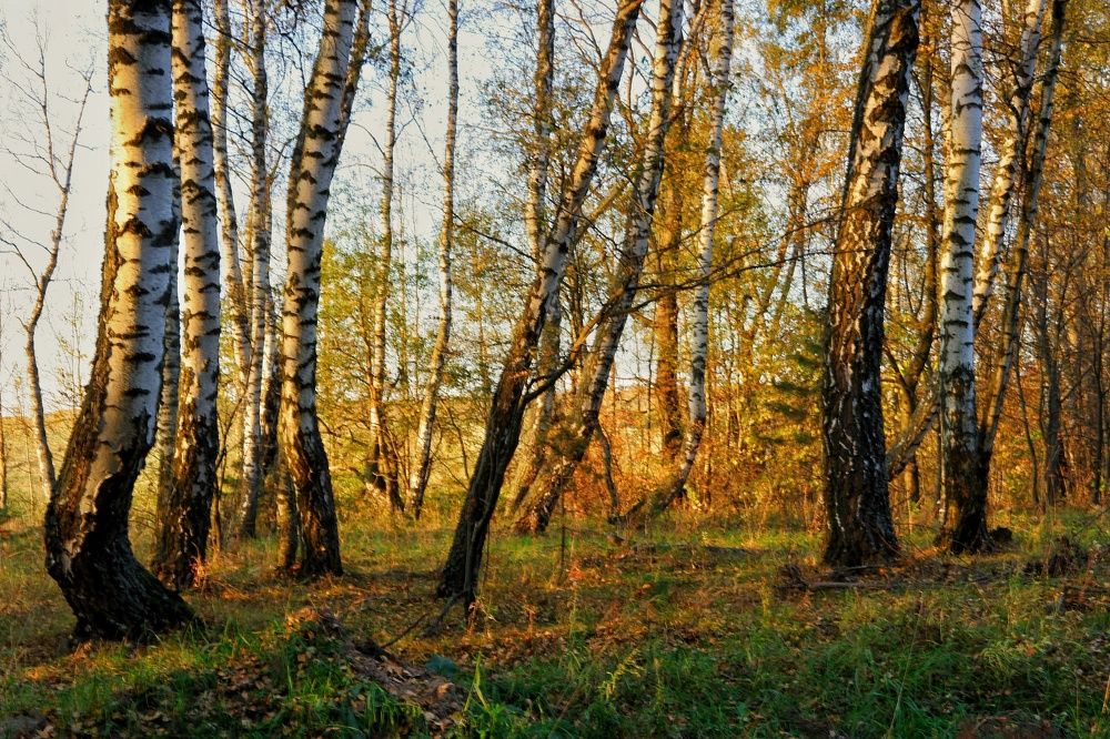 Фотография автора Екатерина Карасева
