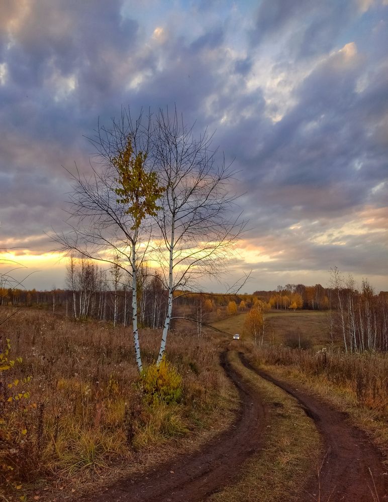 Одинокая берёза