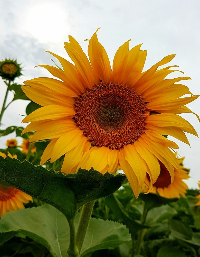 Photograph by Марина Козлова